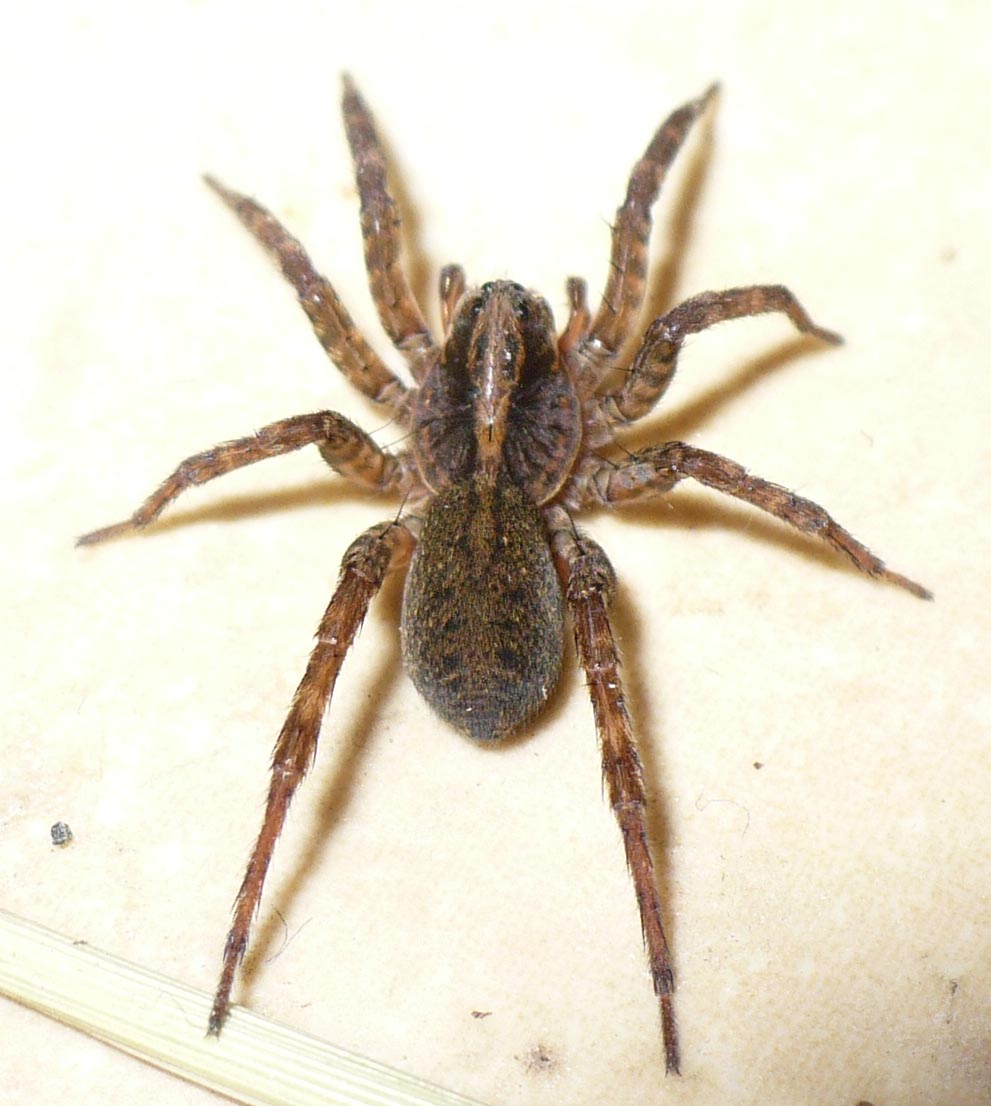 Trochosa sp. - Fenestrelle (TO)
